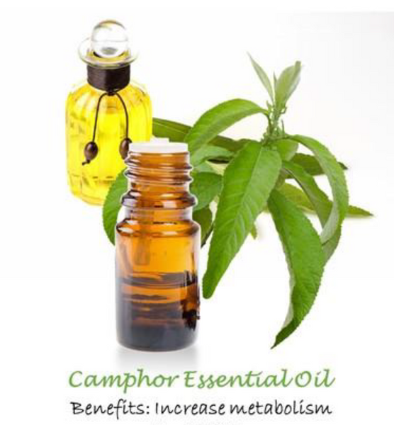10404 AT Camphor ESSENTIAL OIL